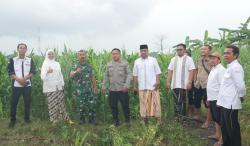 Meski Diguyur Hujan, Monev Ketahanan Pangan Desa Brumbungan Lor Berjalan Lancar