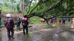 Diterjang Angin Kencang, Pohon Tumbang Lumpuhkan Jalur Utama Cianjur-Bandung