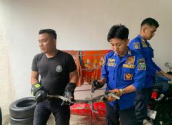 Petugas Damkar Bondowoso Evakuasi Biawak Besar yang Masuk ke Pemukiman Warga Saat Hujan Deras