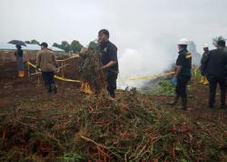 Ribuan Tanaman Cabai dan Mentimun dari Benih Ilegal Asal Tiongkok Dimusnahkan Barantin di Purwakarta