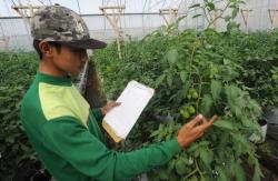 Krisis Pemulia Tanaman, Ancaman Serius Ketahanan Pangan Indonesia 2050