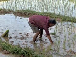 Pemkab Lebak Siap Wujudkan Swasembada Pangan Lewat Percepatan Tanam Padi
