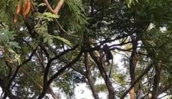 Kemunculan Lutung Misterius Gegerkan Warga Ponorogo, Diduga Asal Gunung Bhayangkaki