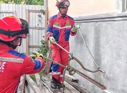 Damkar Evakuasi Ular Cobra Kalimantan  Sepanjang 1,5 Meter Bersembunyi di Tumpukan Kayu