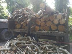 Petugas Gagalkan Aksi Pencurian Kayu Jati di Hutan Banyuwangi, Empat Gerandong Diamankan