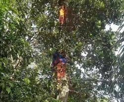 Damkar Palangka Raya Musnahkan Sarang Tawon Vespa di Atas Pohon Nangka Setinggi 8 Meter
