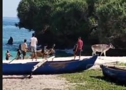 Ternak Tanpa Dokumen dan Bayang Wabah: Polisi Bongkar Jalur Laut Ilegal di Kodi Utara
