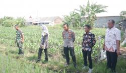 Desa Randupitu Dukung Program Nasional Ketahanan Pangan Lewat Penanaman Padi dan Jagung