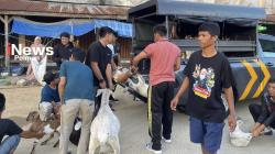 27 Kambing Terjaring Razia! Satpol PP Tertibkan Ternak Liar di Polewali