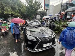 Pengendara Mobil Mewah Tewas Tertimpa Pohon di Pondok Indah, Hujan Deras dan Angin Kencang