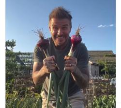 Viral! David Beckham Jadi Petani, Nikmati Masa Pensiun dengan Panen Bawang
