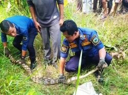 Sanca 3 Meter Dievakuasi Damkar Kuningan usai Mangsa Satwa Lain