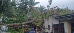 Hujan Disertai Angin Kencang, Pohon Tumbang Timpa Rumah dan Kabel Listrik