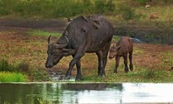 Pemkab Lebak Andalkan Inseminasi Buatan untuk Kembalikan Kejayaan Kerbau Lokal