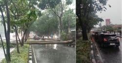 Pohon Tumbang Melintang di Jalan Surapati, Lalu Lintas Sempat Macet Parah