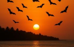 Senja Tanpa Sayap Kalong, Anak 80-an Pangandaran Rindu Langit yang Dulu!