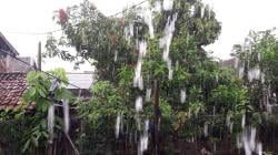 Pemalang Siaga: Curah Hujan Tinggi di Masa Pancaroba, Waspada Banjir dan Longsor