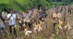 Polsek Mancak Bersama BumdeS Bhakti Mandiri Panen Jagung Perdana di Desa Winong ‎