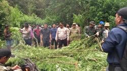Ladang Ganja di Lereng Gunung Karo Terbongkar, 400 Batang Dimusnahkan Polisi