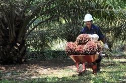 Harga Buah Sawit Riau Periode Ini Turun, Capai Rp3.653,60/Kg
