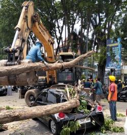 Apes! Tengah Pengajian, Mobil Warga Sidoarjo Ringsek Tertimpa Pohon Proyek Revitalisasi Alun-Alun