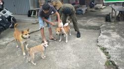 Dua Anak Digigit dan Satu Warga Luka Berat, Pemkab Agam Tegaskan Penanganan Rabies Anjing Humanis