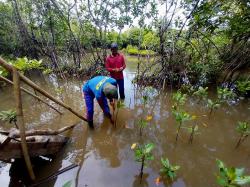 Menjaga Napas Pesisir Kutawaru, Cerita Perjuangan Kelompok Sida Asih dalam Konservasi Mangrove