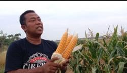 Lahan Tadah Hujan, Jagung Program Polri di Kali Sapu Cirebon Tetap Tumbuh Subur