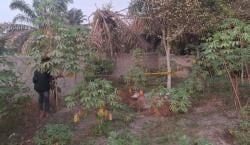 Heboh, Pria Tanpa Busana Ditemukan Terkubur di Perkebunan di Siak