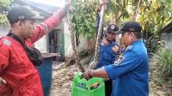 Damkar Palangka Raya Evakuasi Ular Piton 3 Meter yang Mangsa Ayam di Kandang Warga