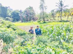 Dekat Vietnam, Polsek Pulau Laut Ubah Lahan Gersang Jadi Kebun Subur