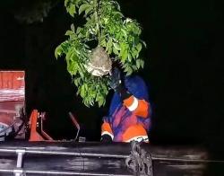 Damkar Evakuasi Sarang Tawon Vespa di Dahan Pohon Mahoni Membahayakan Warga dan siswa