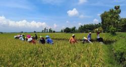 Turunnya Harga Pupuk 20 Persen Bikin Dilema Petani Ngawi, Ini Penyebabnya