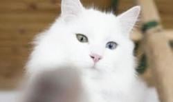 8 Cara Ramah Hewan Agar Kucing Tak Jadi Tamu Buang Air di Halaman