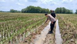 Petani di Mojorejo Ditemukan Meninggal di Area Persawahan, Polisi Pastikan Tidak Ada Tanda Kekerasan