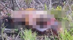 Mayat Pria Tanpa Identitas Ditemukan Membusuk di Jalur Puncak Gunung Ciremai Kuningan