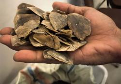 Jaringan Perdagangan Satwa Liar Dibongkar, Polda Riau Sita30 Kg Sisik Trenggiling