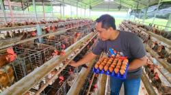Telur dari Desa Kaliombo: Cerita Kemandirian Ekonomi dan Gizi yang Tumbuh Bersama