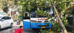 Hilang Kendali, Bus Antar Kota Tabrak Pohon di Bondowoso, Diduga Akibat Setir Rusak