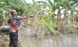 Desa Curahsawo Kembangkan Budidaya Ikan Nila dan Penanaman Padi Dukung Program Ketahanan Pangan