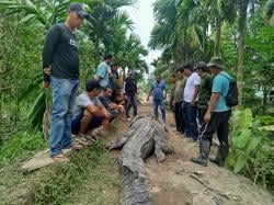 Terperangkap di Parit, Warga Inhil Tangkap Buaya Raksasa Panjang 7 Meter
