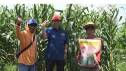 Inovasi Profesor Unsoed Jawab Tantangan Polusi Pupuk dan Ketahanan Tanaman