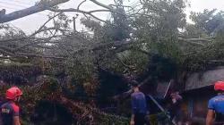 Pohon Raksasa Tumbang Timpa Tiga Warung di Palangka Raya