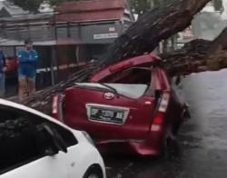 Hujan Deras Disertai Angin Kencang, Pohon Trambesi Tumbang Timpa Mobil di Bantaeng