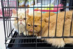 Tren Hewan Peliharaan Meningkat Usai Pandemi, UNDIP Dirikan Animal Health Center