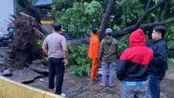 Puting Beliung Terjang Ujungberung, Pohon Besar Sampai Tumbang Tercabut dari Akarnya