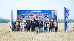 Kapolres Karawang Dukung Ketahanan Pangan, Hadiri Panen On Farm Bulog di Jatisari