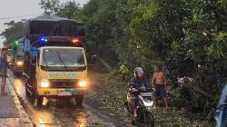 Pohon Mangga Tumbang Tutup Jalur Pantura Indramayu, Warga Gotong Royong Bersihkan Jalan