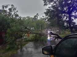 Diterjang Hujan Angin Kencang, Pohon Tumbang Tutup Jalan di Purwosari Bojonegoro