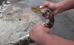 Kerap Makan Hewan Ternak, Petugas Damkar Ponorogo Evakuasi Ular Sanca Besar